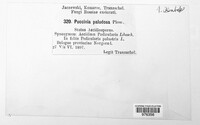 Puccinia paludosa image